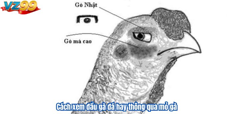 Cách xem đầu gà đá hay và những yếu tố quan trọng liên quan 3 Cách xem đầu gà đá hay thông qua mỏ gà